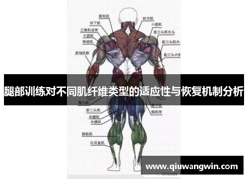 腿部训练对不同肌纤维类型的适应性与恢复机制分析